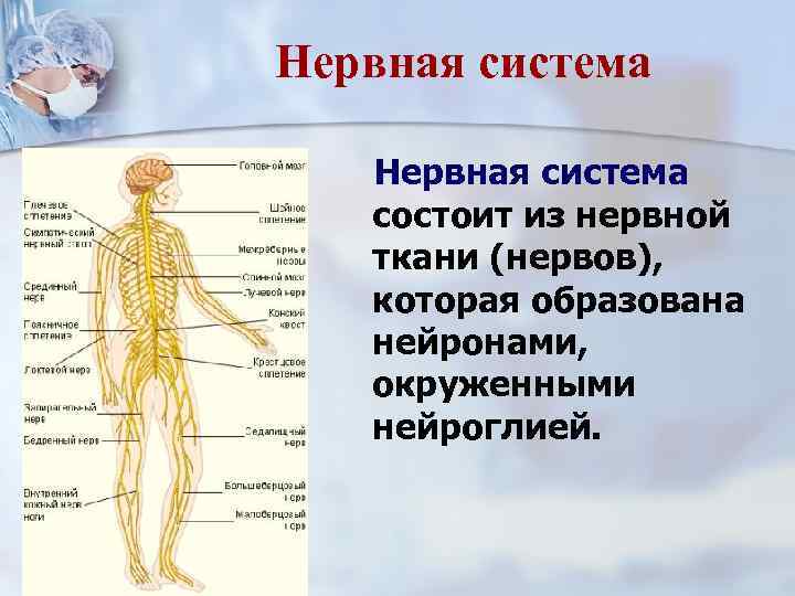 Нервная система состоит из нервной ткани (нервов), которая образована нейронами, окруженными нейроглией. 