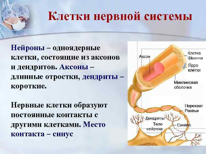 Клетки нервной системы Нейроны – одноядерные клетки, состоящие из аксонов и дендритов. Аксоны –