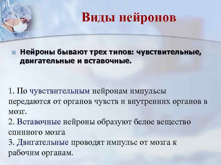 Виды нейронов n Нейроны бывают трех типов: чувствительные, двигательные и вставочные. 1. По чувствительным