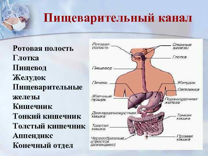 Пищеварительный канал Ротовая полость Глотка Пищевод Желудок Пищеварительные железы Кишечник Тонкий кишечник Толстый кишечник