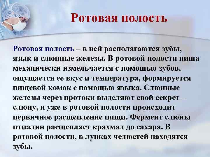 Ротовая полость – в ней располагаются зубы, язык и слюнные железы. В ротовой полости