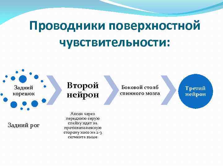 Проводники поверхностной чувствительности: Задний корешок Второй нейрон Задний рог Аксон через переднюю серую спайку