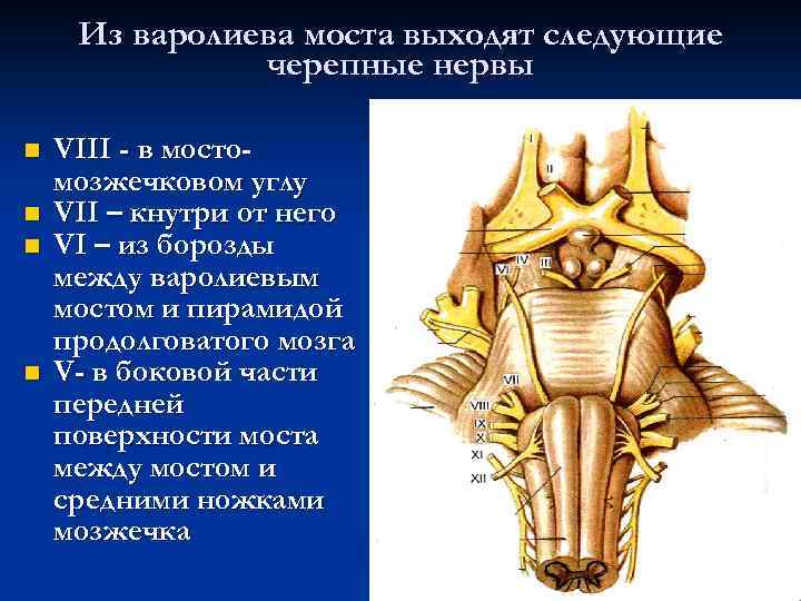 Из варолиева моста выходят следующие черепные нервы n n VIII - в мостомозжечковом углу