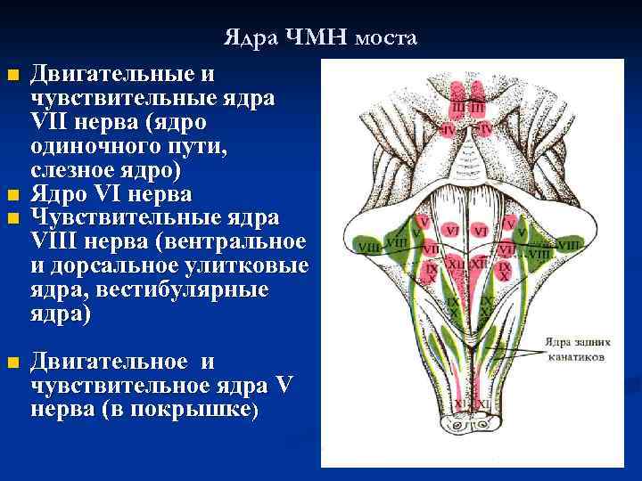 Ядра ЧМН моста n n Двигательные и чувствительные ядра VII нерва (ядро одиночного пути,