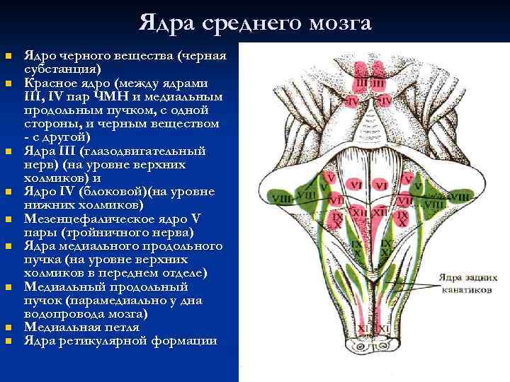 Ядра среднего мозга n n n n n Ядро черного вещества (черная субстанция) Красное