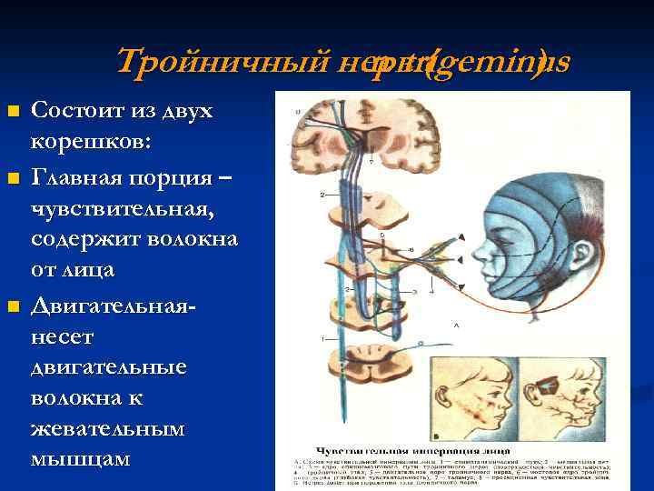 Тройничный нерв ( n. trigeminus ) n n n Состоит из двух корешков: Главная