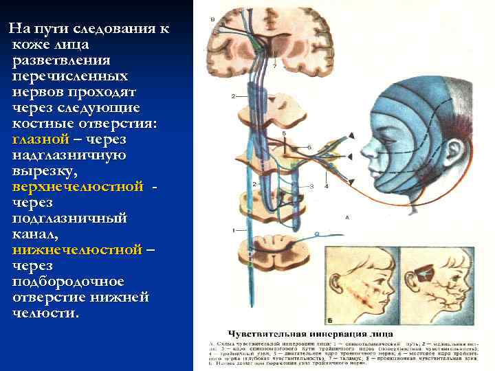На пути следования к коже лица разветвления перечисленных нервов проходят через следующие костные отверстия: