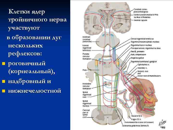 Клетки ядер тройничного нерва участвуют в образовании дуг нескольких рефлексов: n роговичный (корнеальный), n