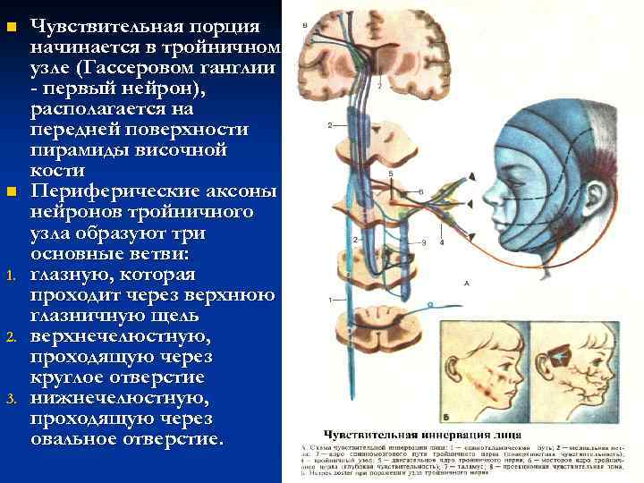 n n 1. 2. 3. Чувствительная порция начинается в тройничном узле (Гассеровом ганглии -