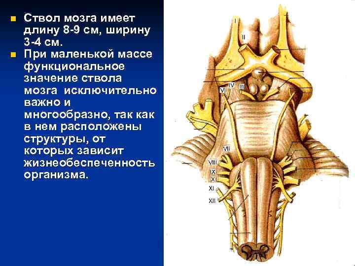 n n Ствол мозга имеет длину 8 -9 см, ширину 3 -4 см. При