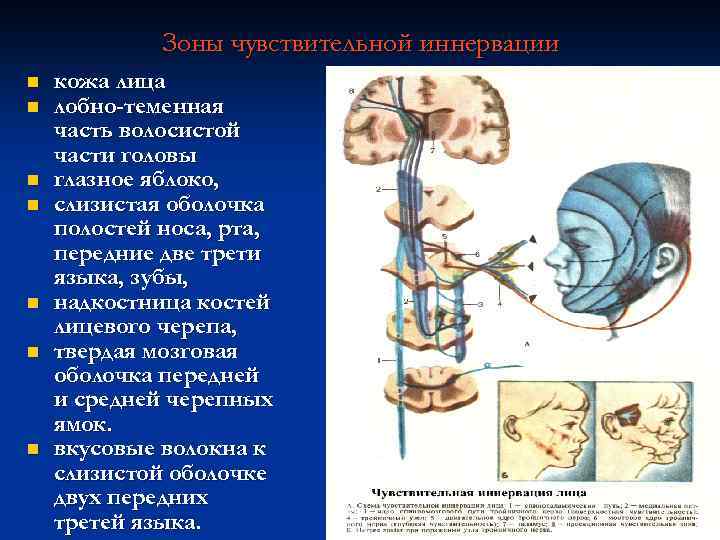 Зоны чувствительной иннервации n n n n кожа лица лобно-теменная часть волосистой части головы