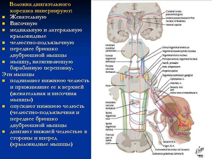 Волокна двигательного корешка иннервируют: n Жевательную n Височную n медиальную и латеральную крыловидные n