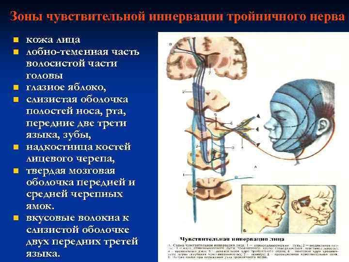 Зоны чувствительной иннервации тройничного нерва n n n n кожа лица лобно-теменная часть волосистой