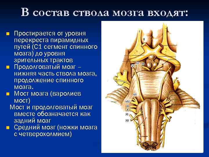 В состав ствола мозга входят: Простирается от уровня перекреста пирамидных путей (С 1 сегмент