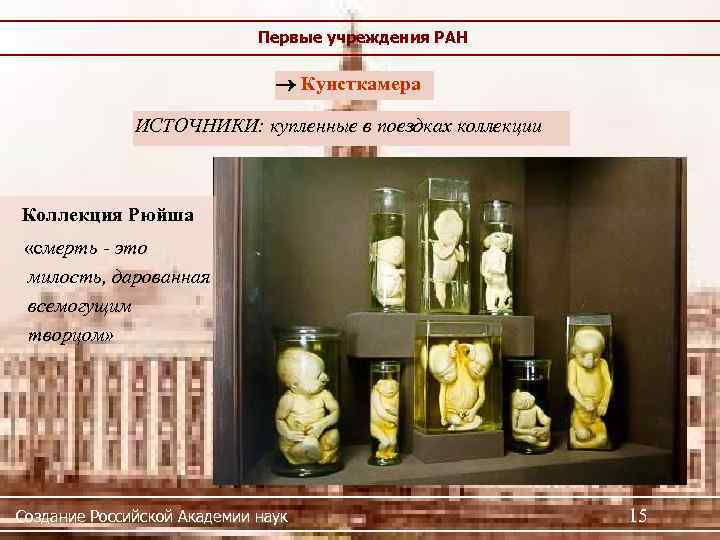 Первые учреждения РАН Кунсткамера ИСТОЧНИКИ: купленные в поездках коллекции Коллекция Рюйша «смерть - это