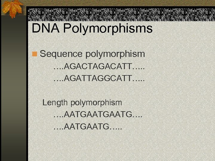 DNA Polymorphisms n Sequence polymorphism …. AGACTAGACATT…. . …. AGATTAGGCATT…. . Length polymorphism ….