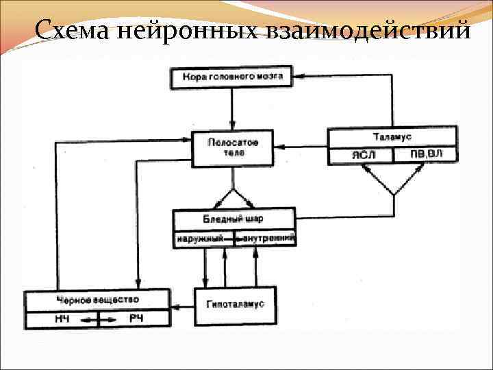 Схема нейронных взаимодействий 