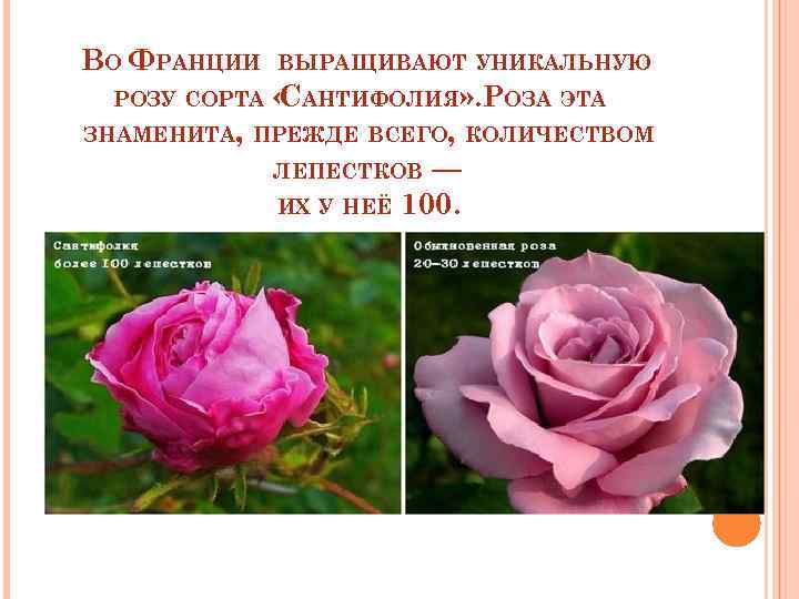 ВО ФРАНЦИИ ВЫРАЩИВАЮТ УНИКАЛЬНУЮ « АНТИФОЛИЯ» . РОЗА ЭТА С ЗНАМЕНИТА, ПРЕЖДЕ ВСЕГО, КОЛИЧЕСТВОМ