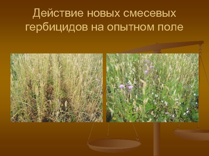 Действие новых смесевых гербицидов на опытном поле 