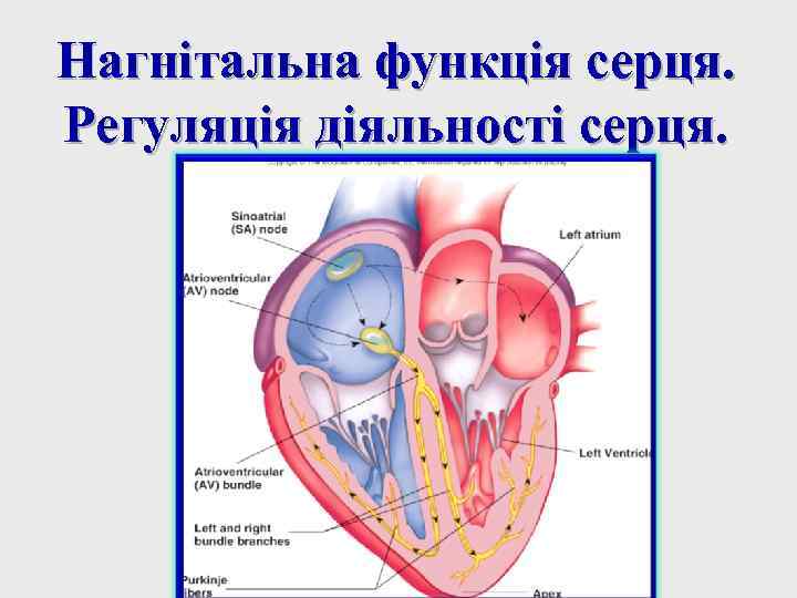 Нагнітальна функція серця. Регуляція діяльності серця. 