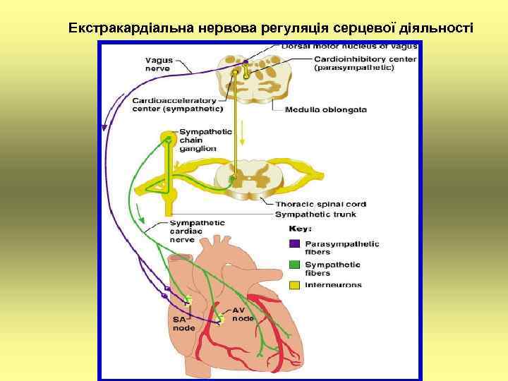 Екстракардіальна нервова регуляція серцевої діяльності 