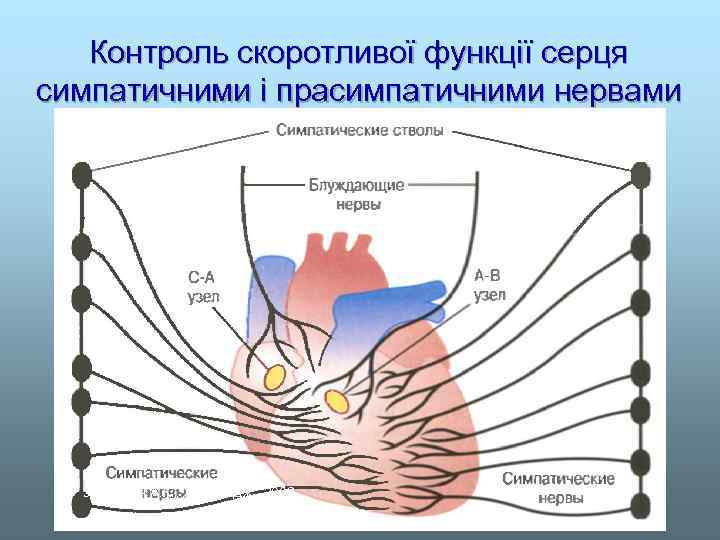 Контроль скоротливої функції серця симпатичними і прасимпатичними нервами * − за Гайтон А. К.