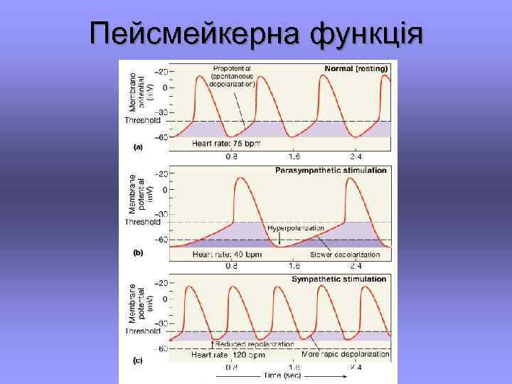 Пейсмейкерна функція 