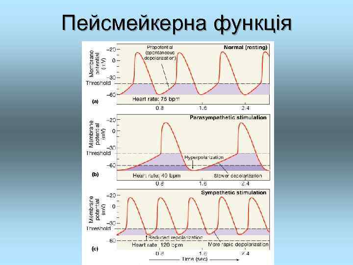 Пейсмейкерна функція 