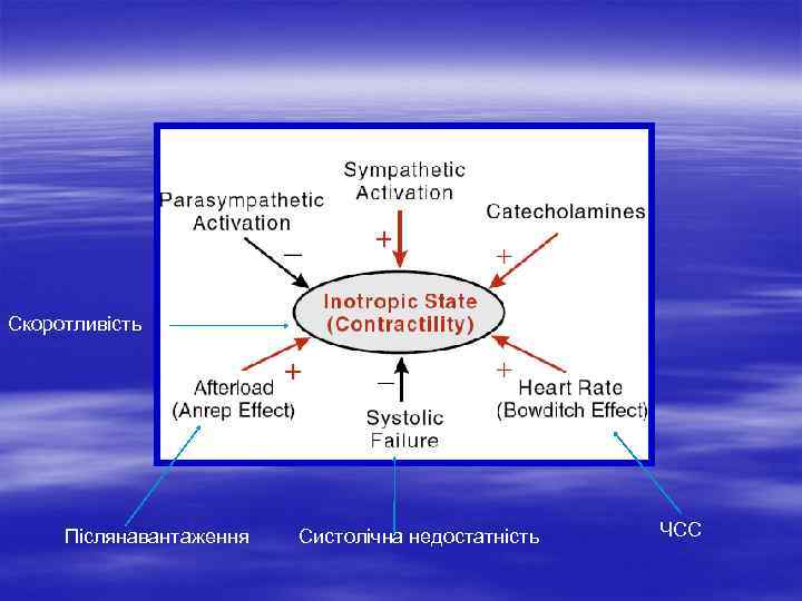 Скоротливість Післянавантаження Систолічна недостатність ЧСС 