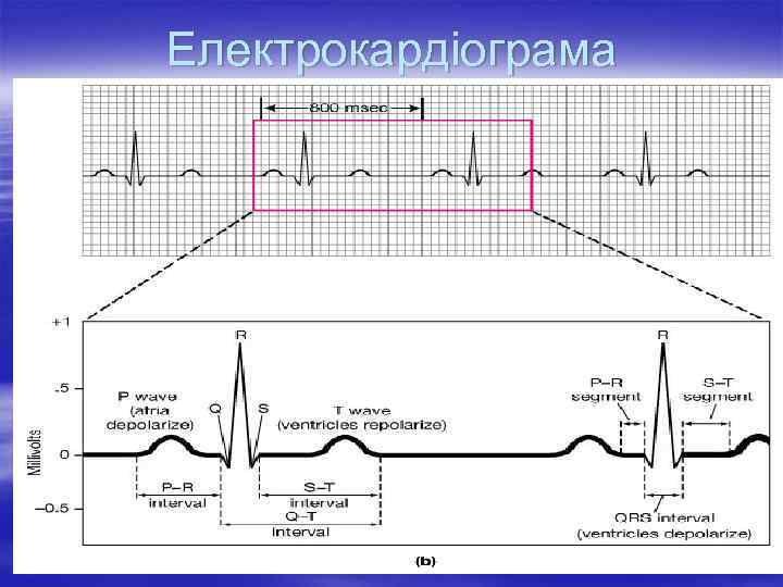 Електрокардіограма 