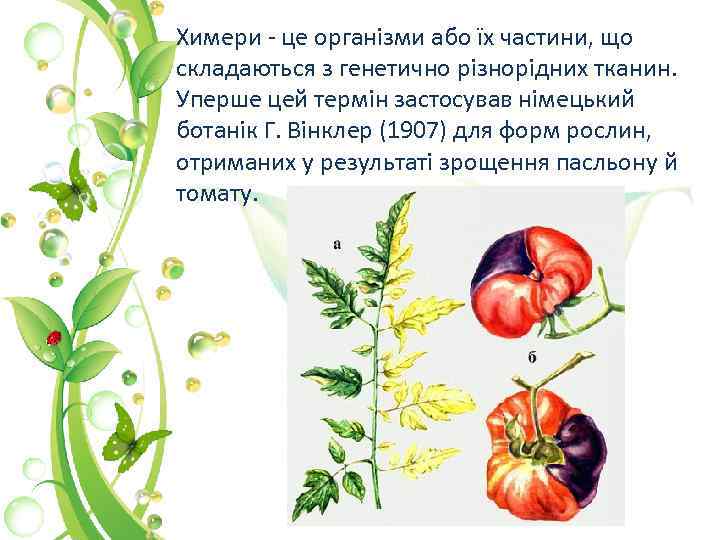 Химери - це організми або їх частини, що складаються з генетично різнорідних тканин. Уперше