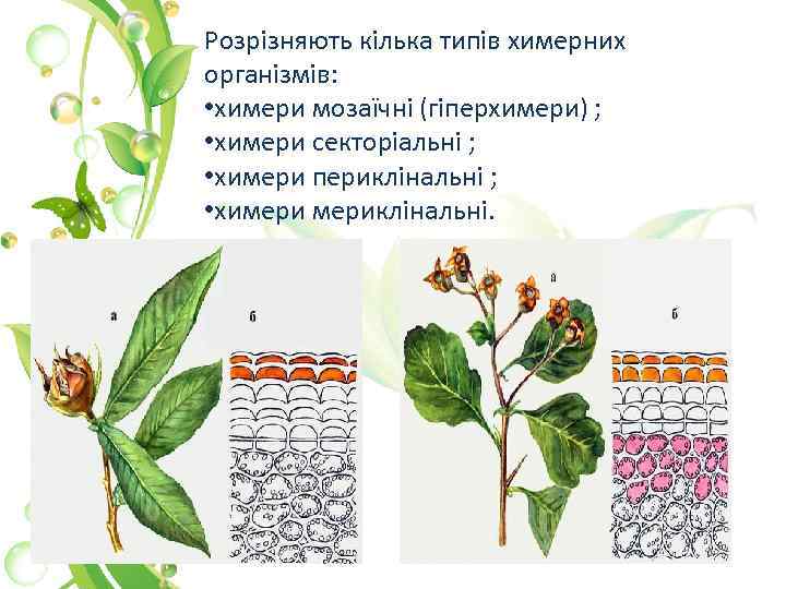 Розрізняють кілька типів химерних організмів: • химери мозаїчні (гіперхимери) ; • химери секторіальні ;