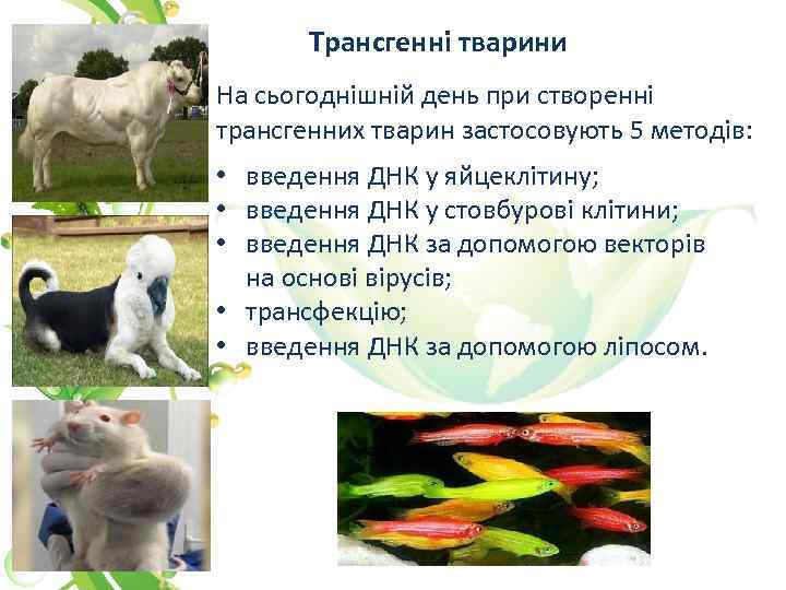 Трансгенні тварини На сьогоднішній день при створенні трансгенних тварин застосовують 5 методів: • введення