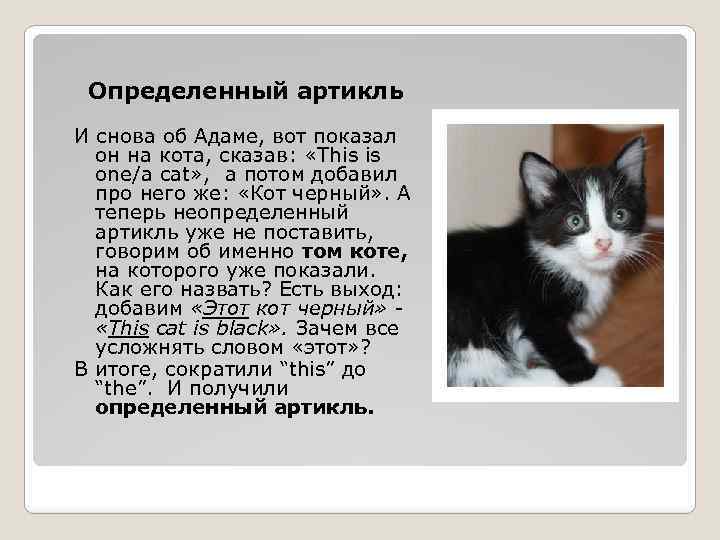 Определенный артикль И снова об Адаме, вот показал он на кота, сказав: «This is