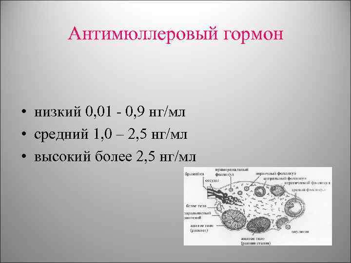 Антимюллеровый гормон • низкий 0, 01 0, 9 нг/мл • средний 1, 0 –