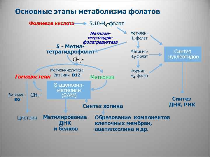 Где происходят этапы энергетического обмена. Этапы обмена веществ таблица. Н4 фолат. Метаболизм фолатов. Этапы метаболизма таблица.
