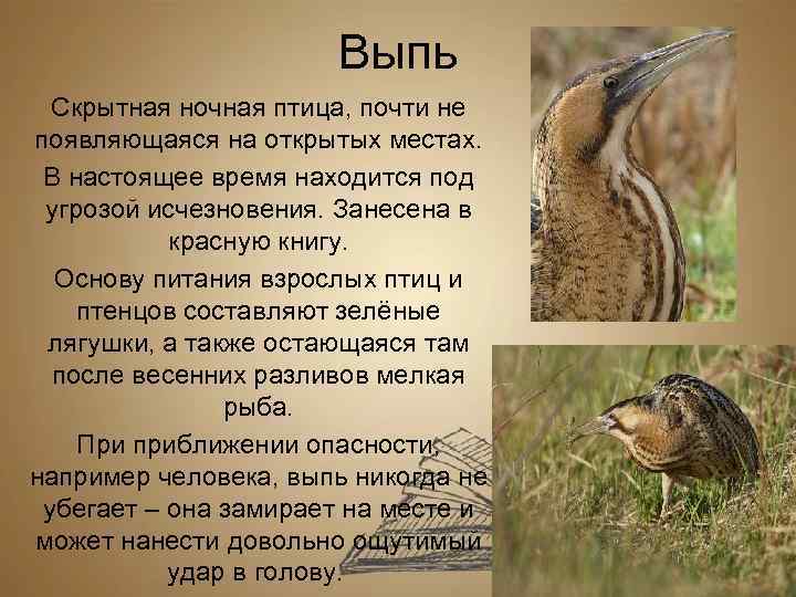 Выпь Скрытная ночная птица, почти не появляющаяся на открытых местах. В настоящее время находится