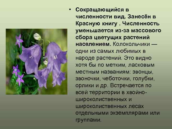  • Сокращающийся в численности вид. Занесён в Красную книгу. Численность уменьшается из-за массового