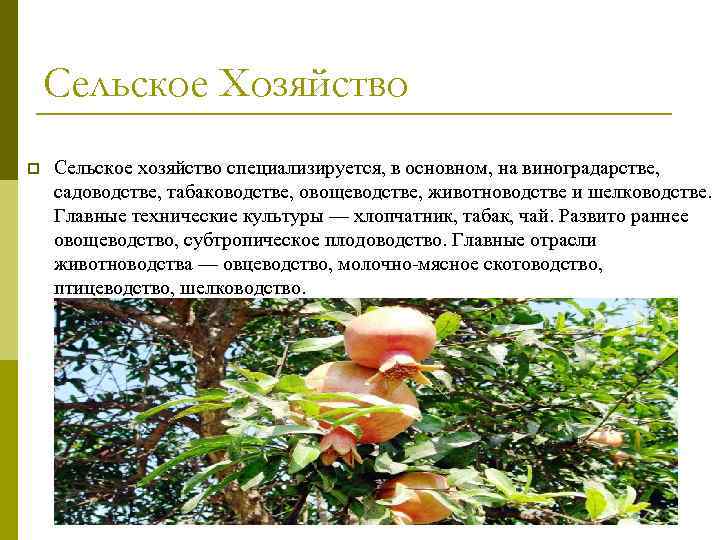 Сельское Хозяйство p Сельское хозяйство специализируется, в основном, на виноградарстве, садоводстве, табаководстве, овощеводстве, животноводстве