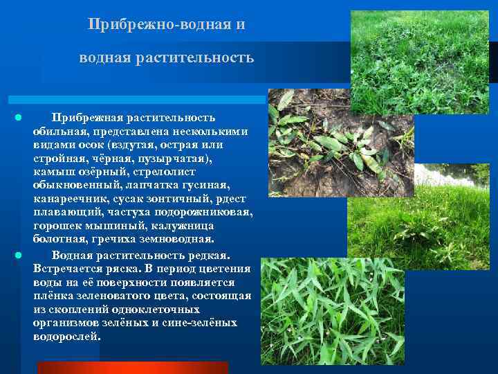 Прибрежно-водная и водная растительность Прибрежная растительность обильная, представлена несколькими видами осок (вздутая, острая или