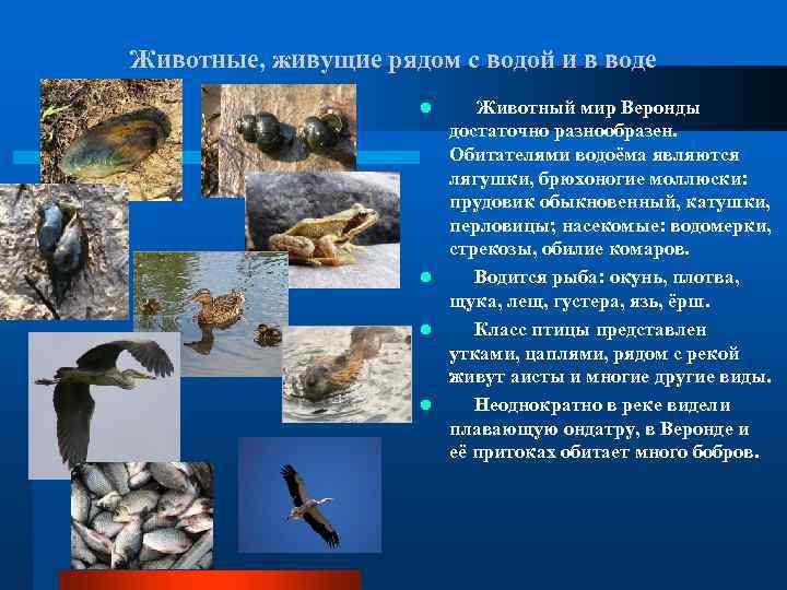 Животные, живущие рядом с водой и в воде Животный мир Веронды достаточно разнообразен. Обитателями