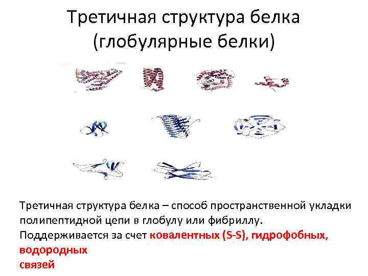 Третичная структура белка (глобулярные белки) Третичная структура белка – способ пространственной укладки полипептидной цепи