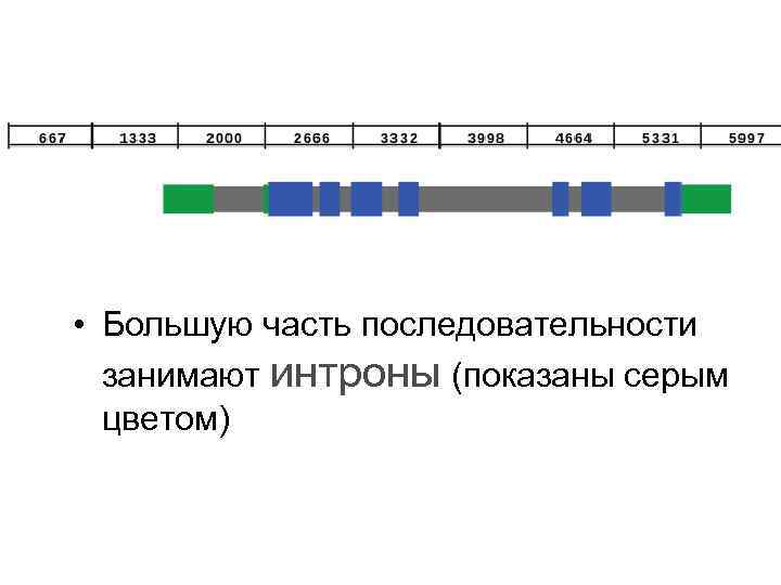 • Большую часть последовательности занимают интроны (показаны серым цветом) 