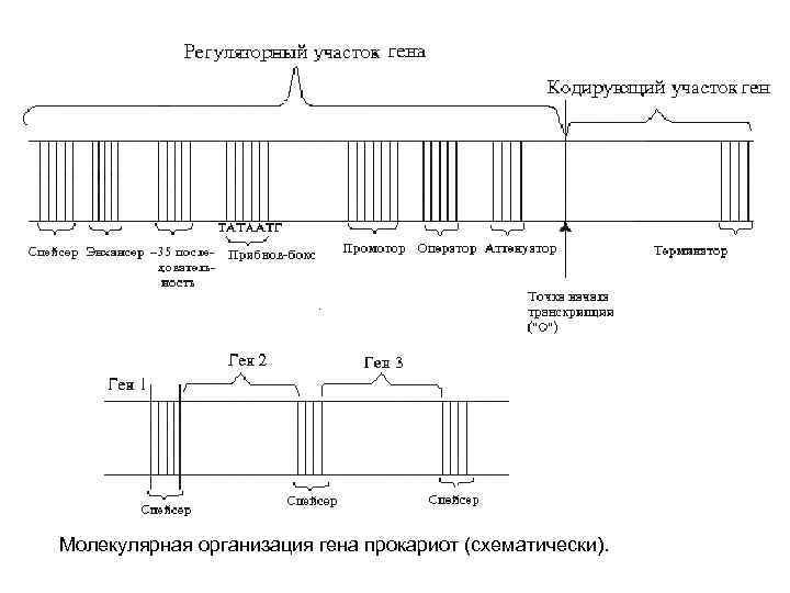 Молекулярная организация гена прокариот (схематически). 