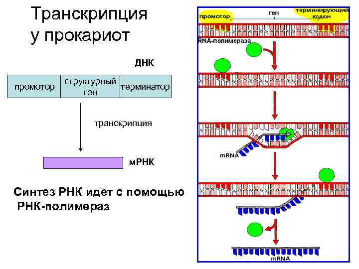 Синтезируется рнк полимеразой. Схема процесса транскрипции прокариот. Схема регуляции транскрипции у прокариот. Транскрипция РНК схема. Схема процесса транскрипции эукариот.