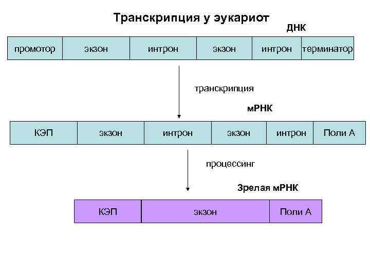 Трансляция эукариот этапы