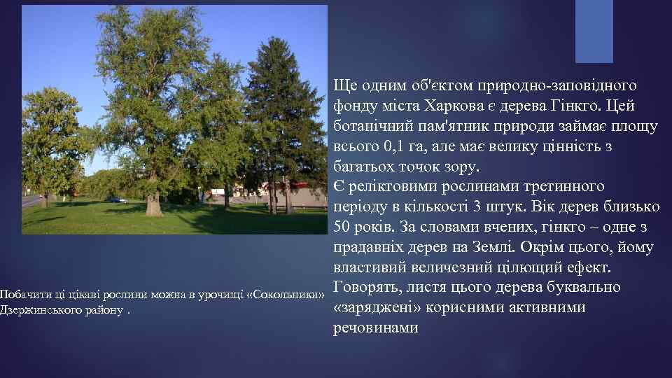 Побачити ці цікаві рослини можна в урочищі «Сокольники» Дзержинського району. Ще одним об'єктом природно-заповідного