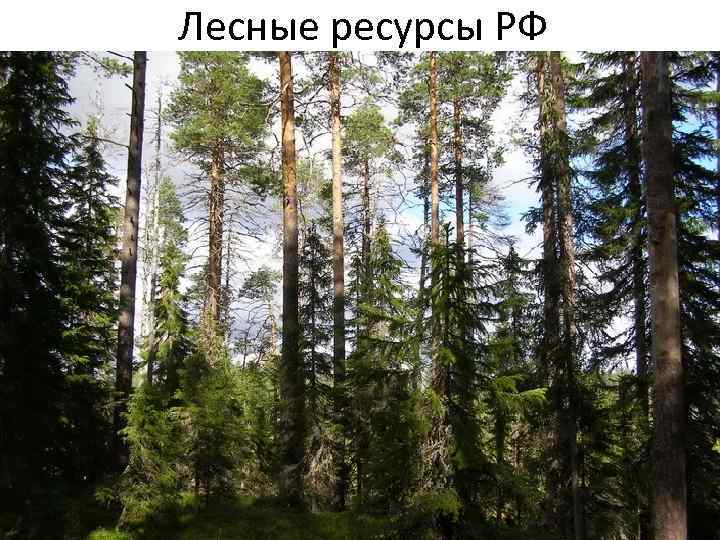 Лесные ресурсы РФ 