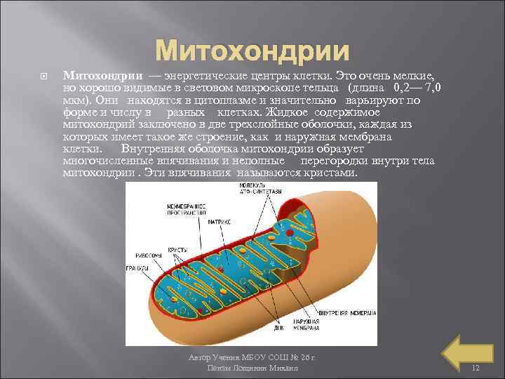 Митохондрии — энергетические центры клетки. Это очень мелкие, но хорошо видимые в световом микроскопе