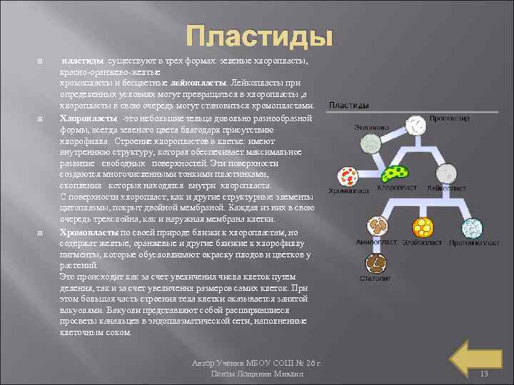 Пластиды пластиды существуют в трех формах: зеленые хлоропласты, красно-оранжево-желтые хромопласты и бесцветные лейкопласты. Лейкопласты